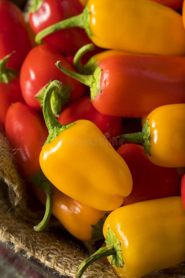Raw Organic Mini Sweet Peppers Stock Image Image of orange, peppers