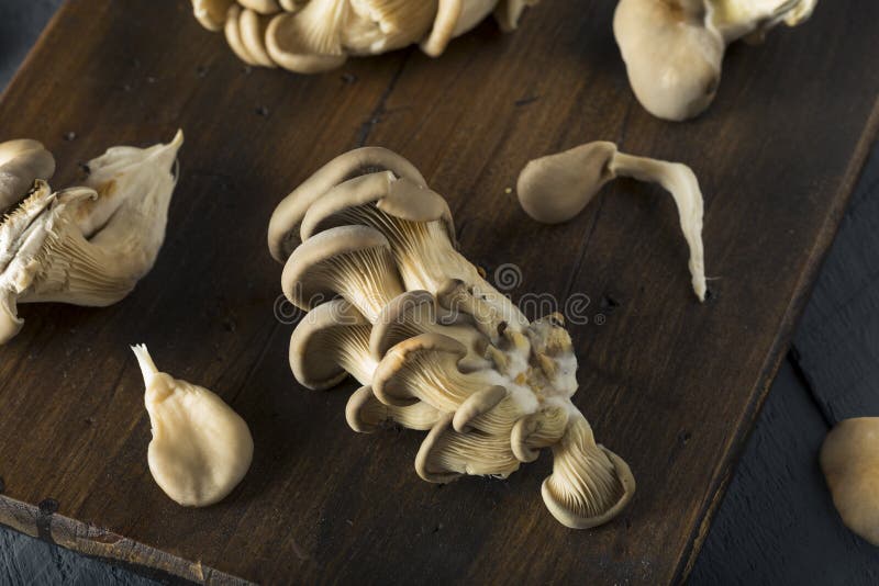 Raw Organic Oyster Mushrooms Stock Photo Image of organic, cuisine