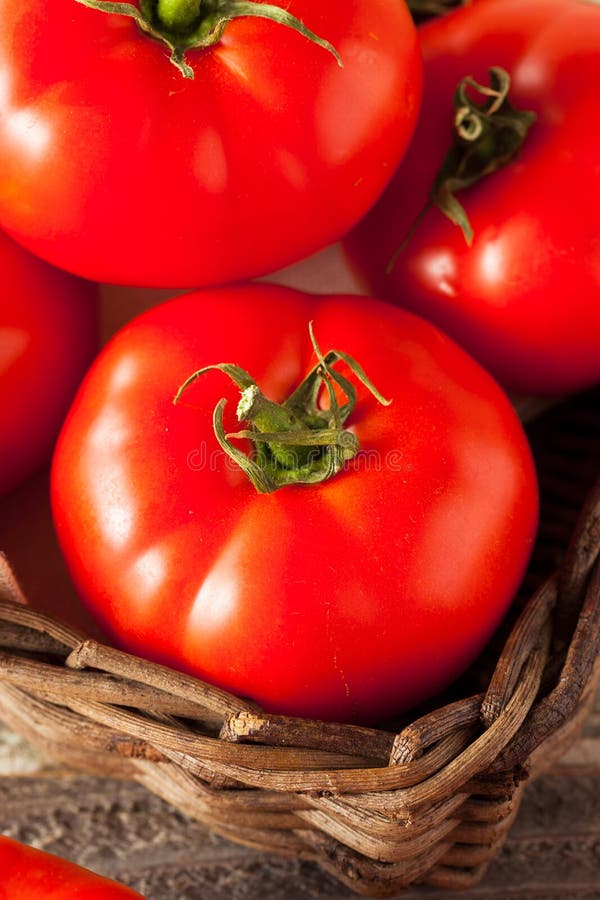 Raw Organic Red Beefsteak Tomatoes Stock Image Image of salad