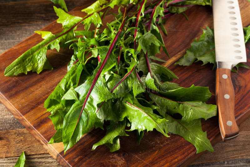 Raw Organic Red Dandelion Greens Stock Image Image of appetizing