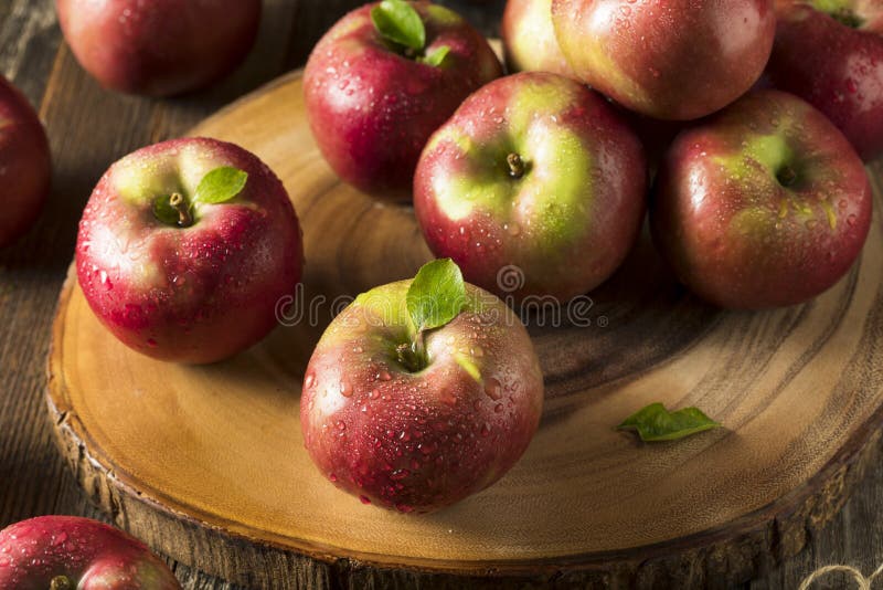 Raw Organic Red Mcintosh Apples Stock Image Image of edible, bunch 77748143