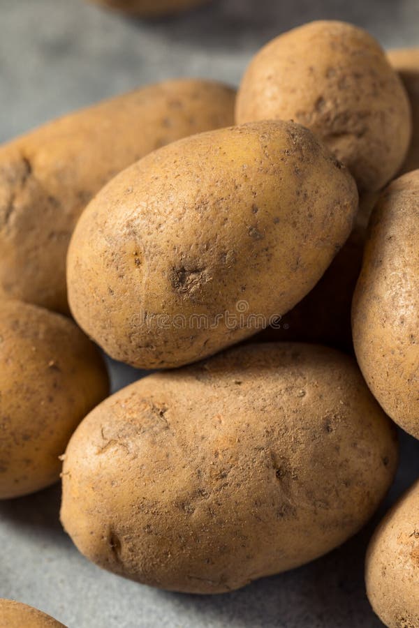 Raw Organic Russet Potatoes Stock Photo Image of potatoes
