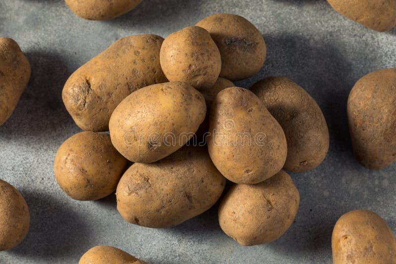 Raw Organic Russet Potatoes Stock Photo - Image of nutrition, heap