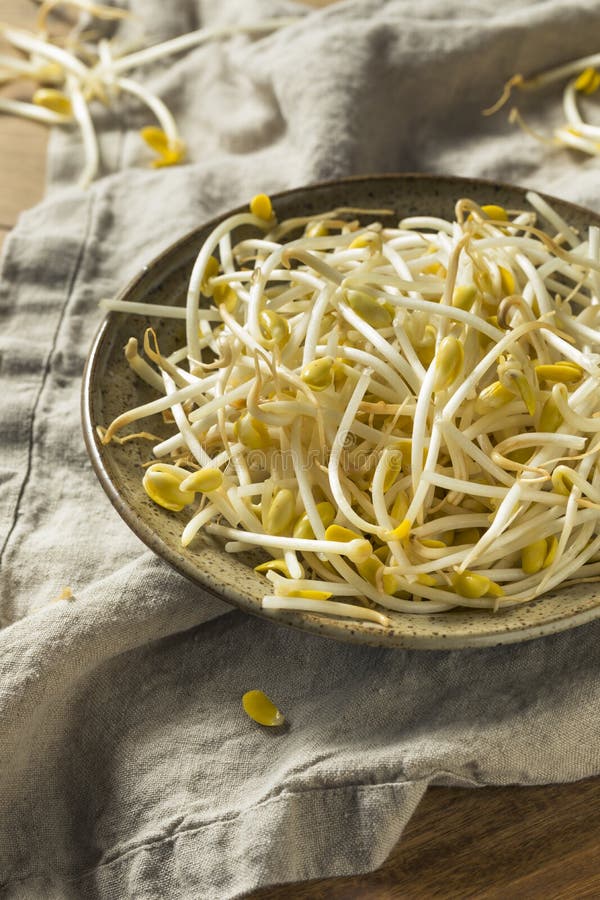 Raw Organic Soy Bean Sprouts Stock Photo Image of soybean, food