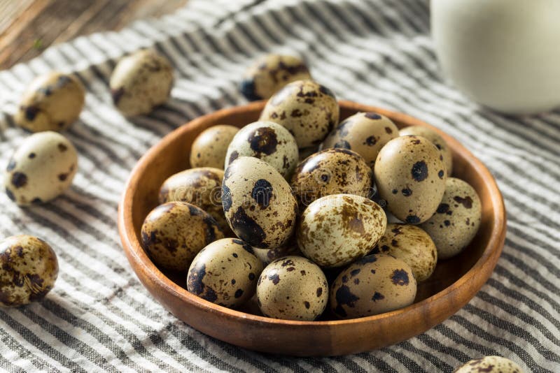 Raw Organic Spotted Quail Eggs Stock Photo Image of animal, healthy