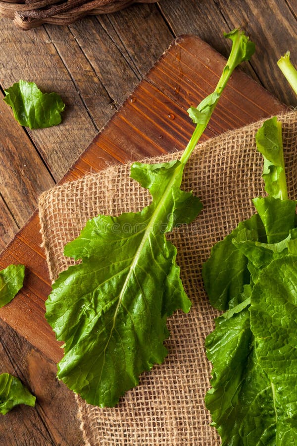 Raw Organic Turnip Greens stock photo. Image of plant 69228514