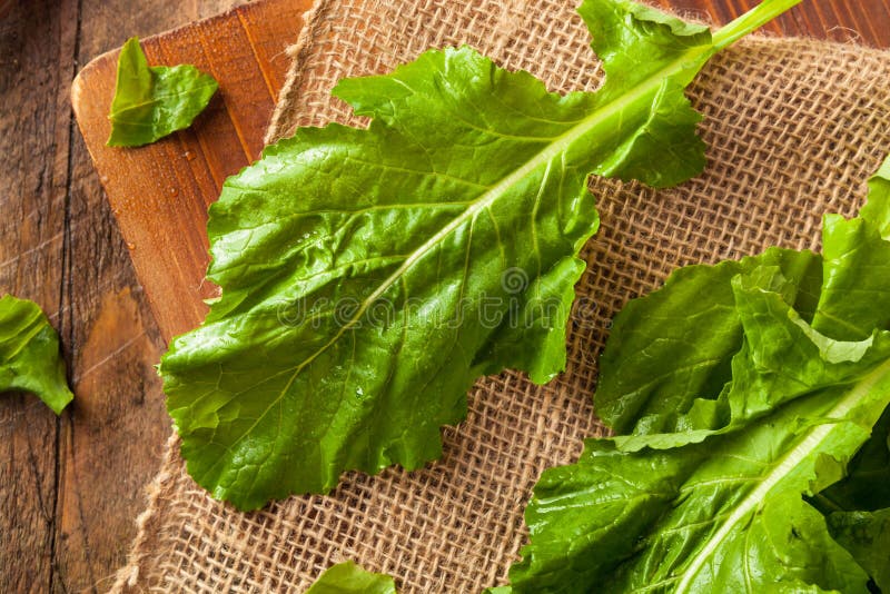 Raw Organic Turnip Greens stock photo. Image of plant 69228514