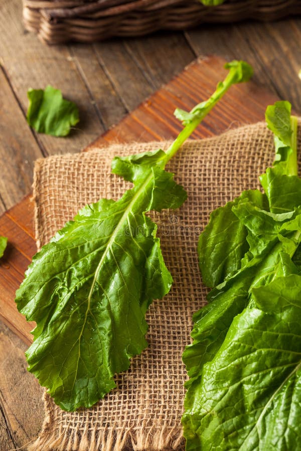 Raw Organic Turnip Greens stock photo. Image of plant 69228514