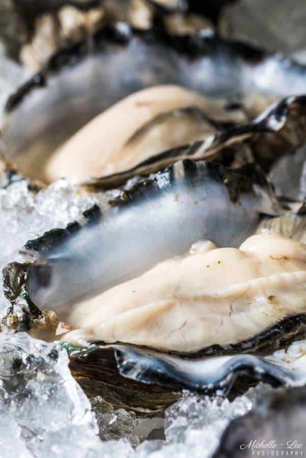 Raw Oyster in the Half Shell Stock Photo Image of oyster, shelfish