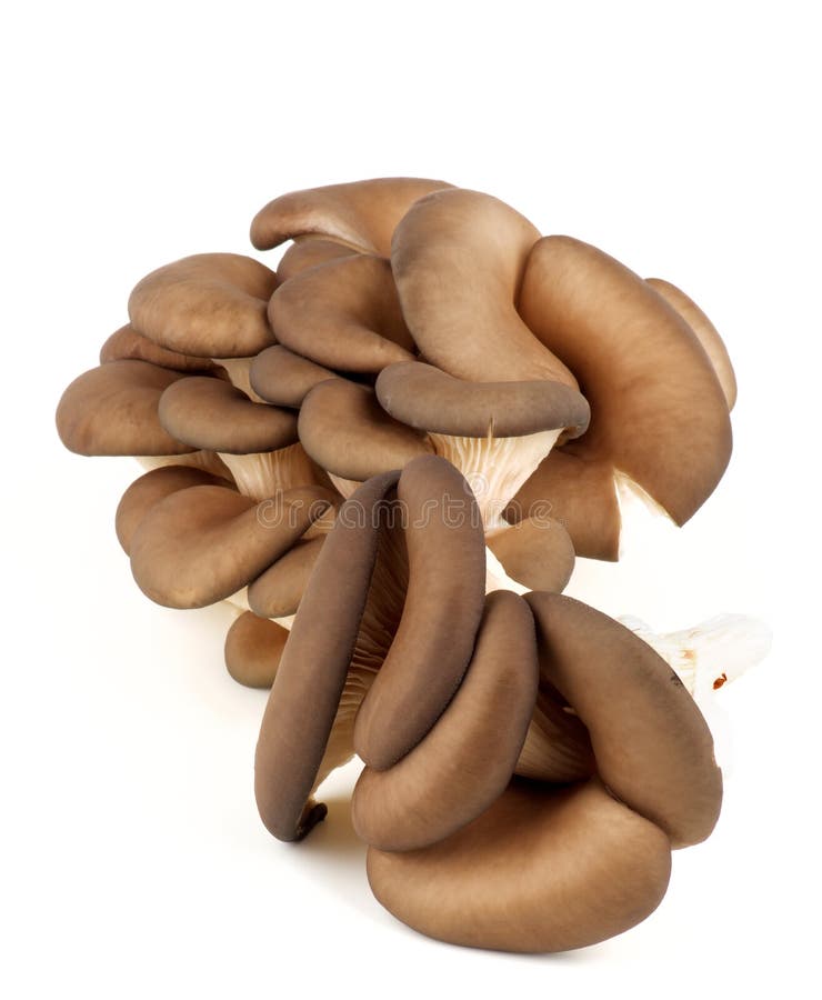 Raw Oyster Mushrooms