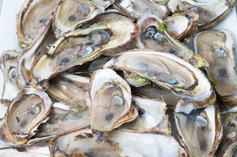 Oyster stock photo. Image of oyster, food, nourishment 7173858