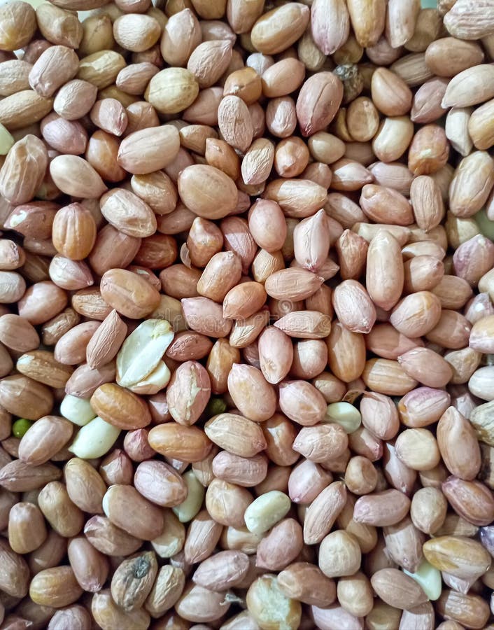 Raw Peanuts are Ready To Be Processed Stock Photo Image of snack