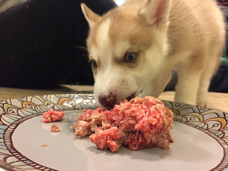8 Week Old Siberian Husky Puppy Eats Raw Meat For His Diet
