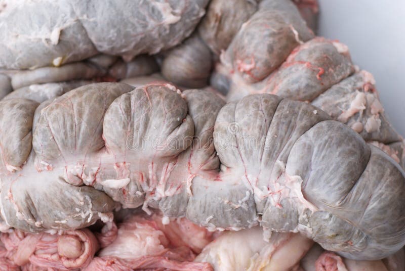 Raw Pig Intestines Colon Tissue Stock Image - Image of ...