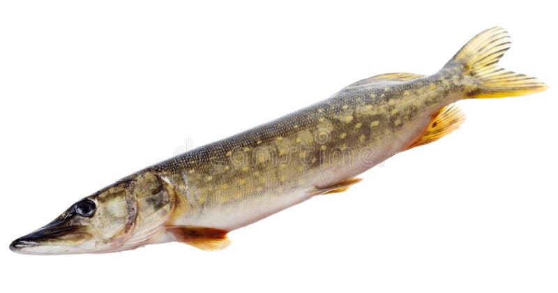 Raw pike isolated on white background royalty free stock photo Raw pike isolated on white background royalty free stock photo