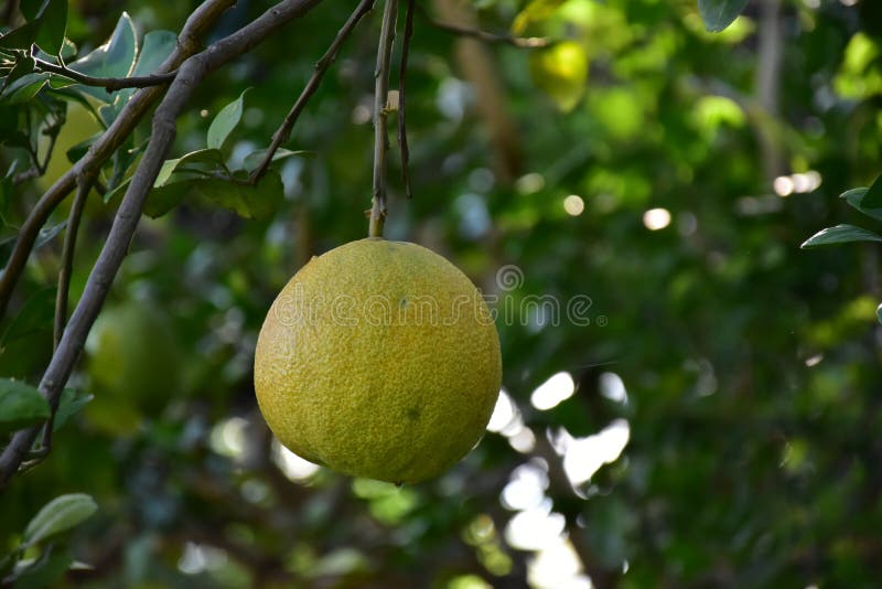 Raw pomelo in garden stock photo. Image of pomelo, food 191775614