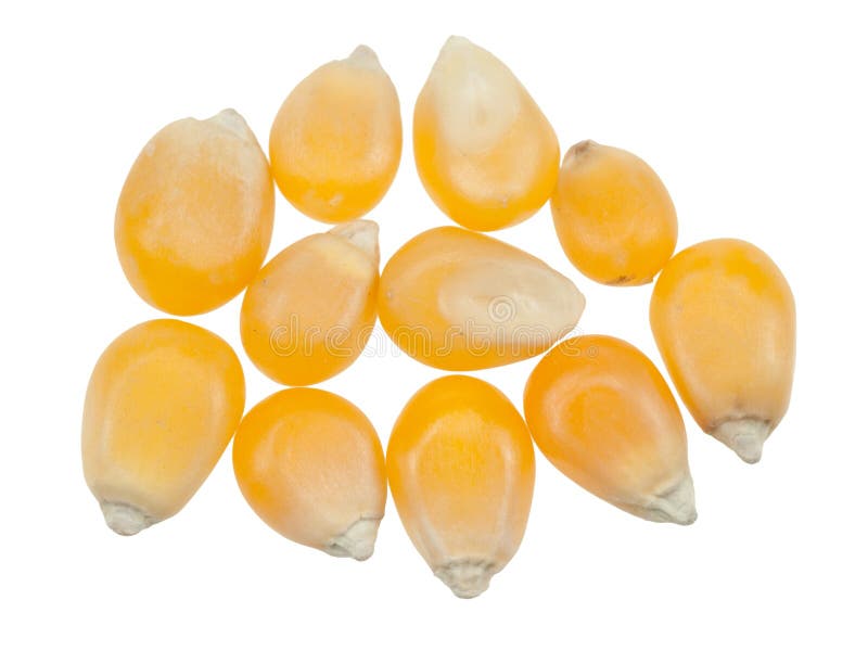 Raw popcorn isolated royalty free stock image