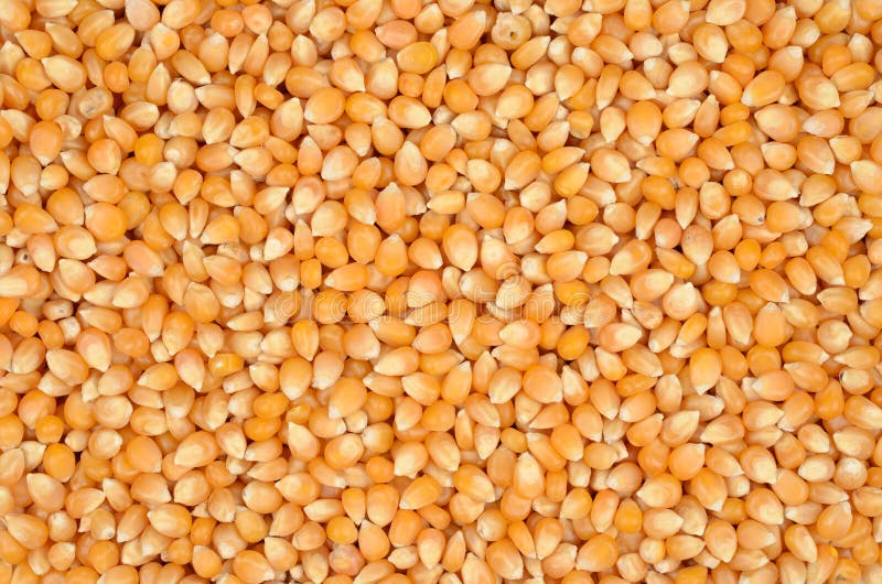 Raw popcorn stock photo. Image of popcorn, backgrounds 51763874