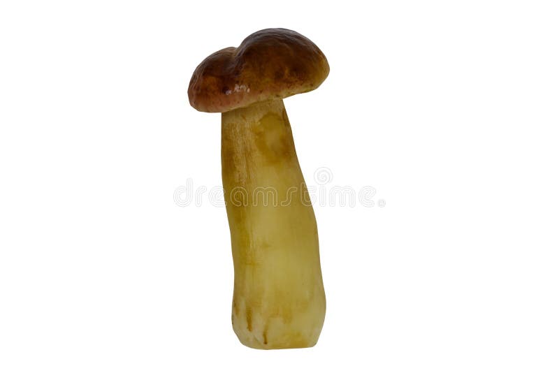Raw Porcini Mushroom Isolated on White Background Stock Photo Image