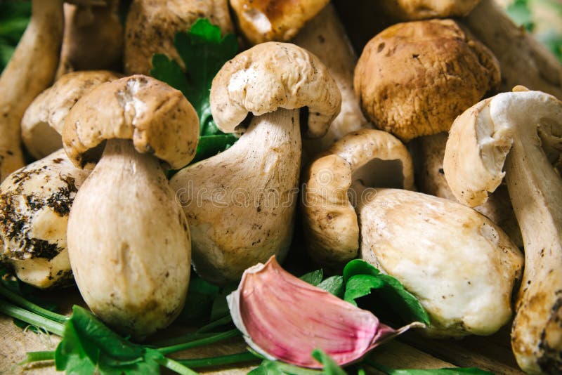 Raw porcini mushrooms stock image. Image of edulis, bolete 90716121