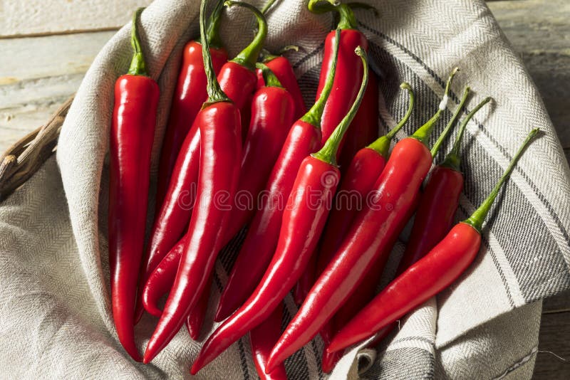 Raw Red Organic Hot Finger Peppers Stock Photo Image of ingredient