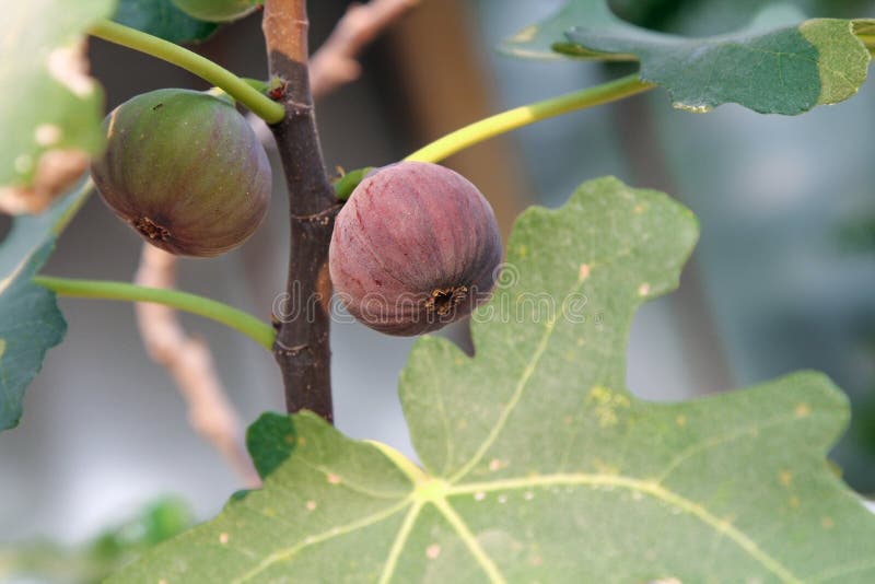 Raw and Ripe Common Figs Fruit on the Branch of the Fig Tree in