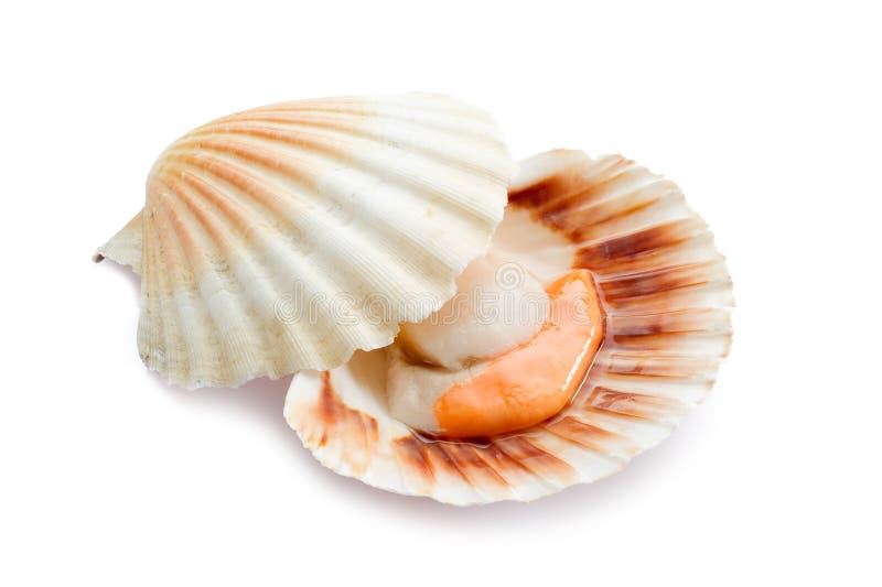 Raw scallop on white stock image. Image of healthy, food 16214495