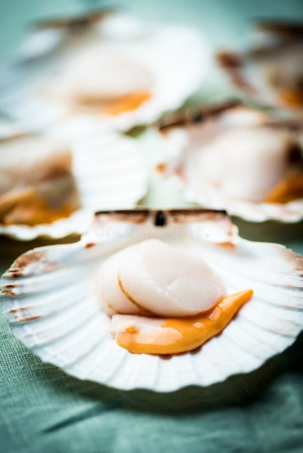 Raw scallops stock image. Image of marine, food, luxury 62331813