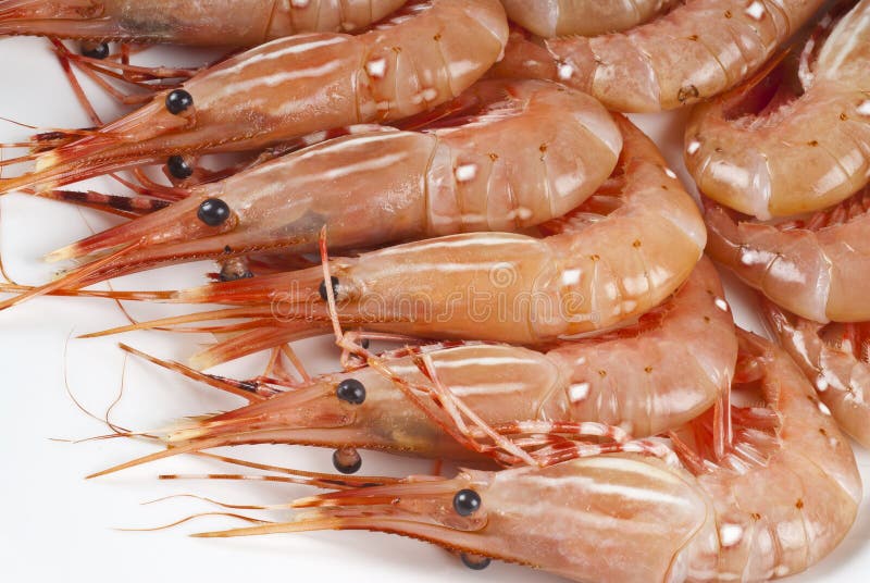 Raw Shrimp Isolated on White