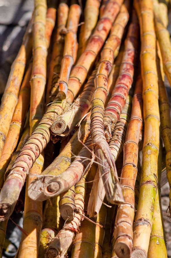 Raw sugar cane stock photo. Image of carbohydrates, cane 12528860