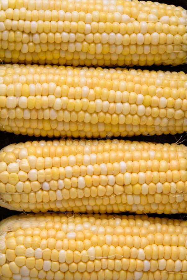 Raw Sweet Corn Shucked and Ready To Cook Stock Image Image of corn, food 165240903