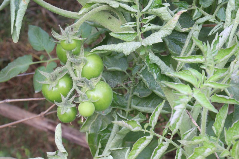 Raw tomato on tree in farm stock image. Image of organic 270021455