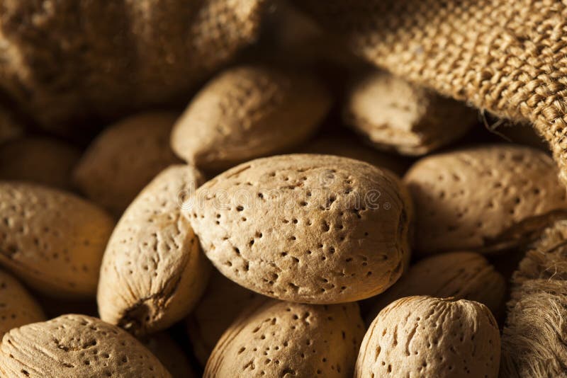 Raw Unshelled Organic Almonds Stock Photo Image of brown, almonds