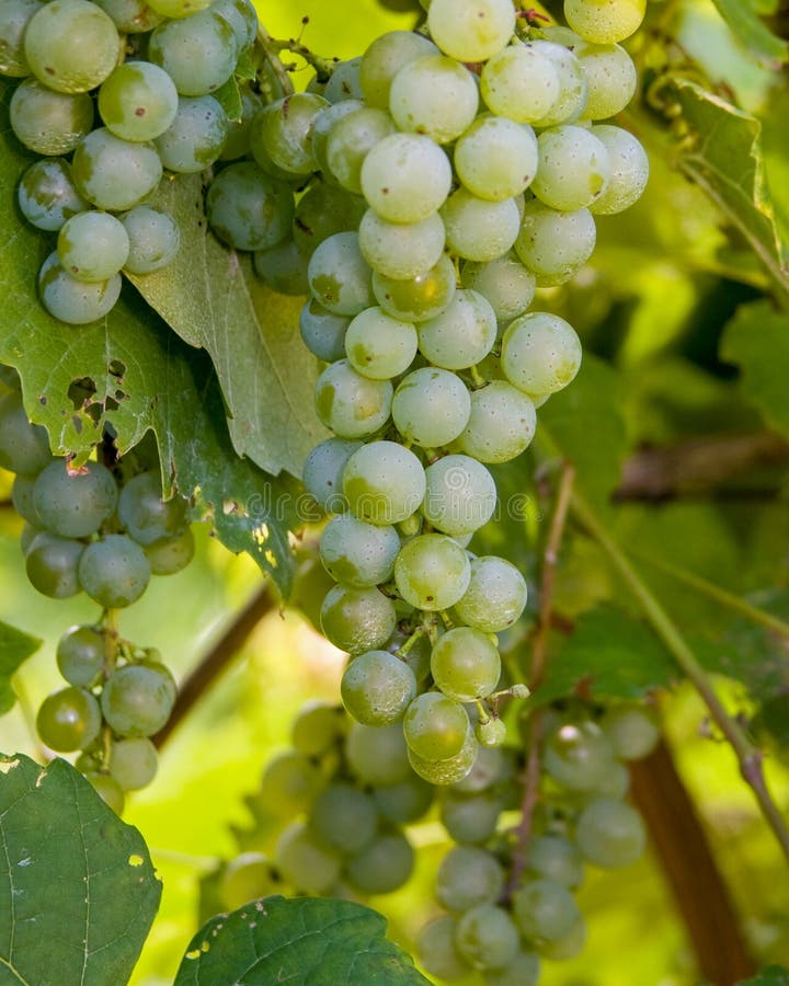 Raw White Wine, Still on the Vine