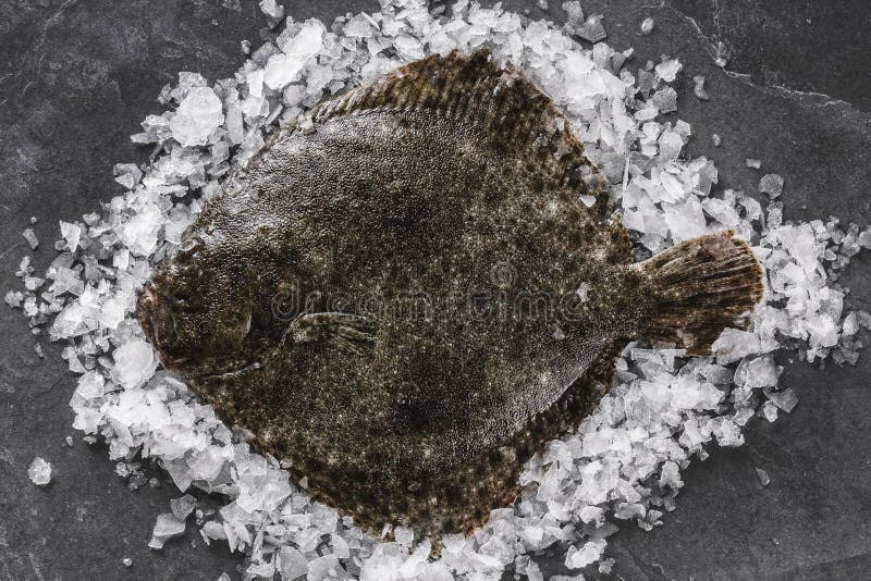 Raw Whole Flounder Fish with Whole Squids on Ice Over Dark Stone