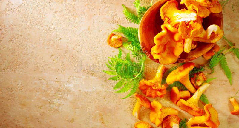 Raw wild chanterelle mushrooms on old rustic table background. Organic fresh chanterelles background royalty free stock image Raw wild chanterelle mushrooms on old rustic table background. Organic fresh chanterelles background royalty free stock image