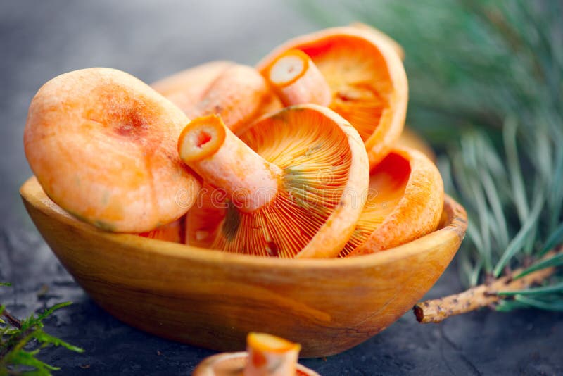 Raw wild Saffron milk cap mushrooms on dark old rustic background. Lactarius deliciosus. Rovellons, Niscalos. Organic mushrooms