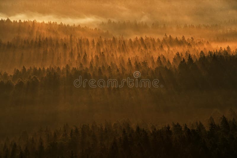 Ray Beam Of Sunset Light In Wild Nature. Spruce Trees In The Forest During Morning Sun, Kleiner Winterberg Hill Viewpoint In