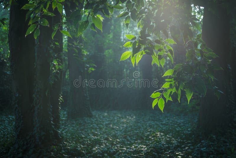 Ray di luce solare nella foresta della fatato-coda immagine stock Ray di luce solare nella foresta della fatato-coda immagine stock