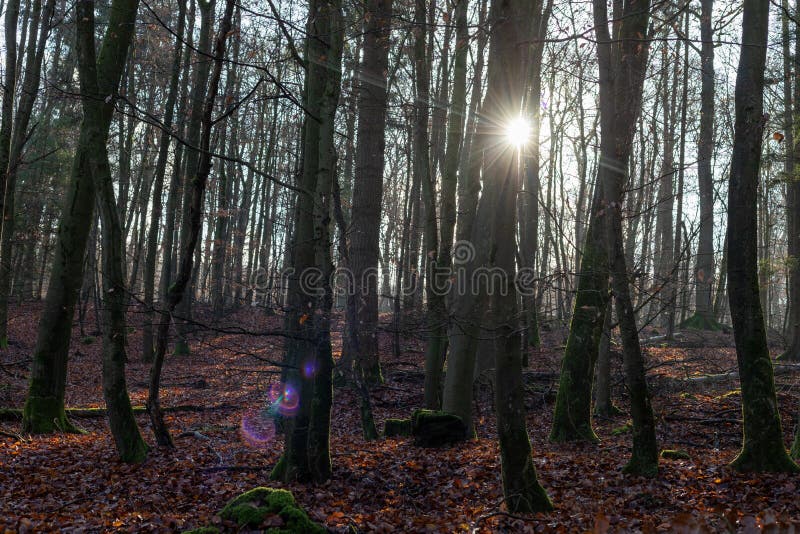 Ray of light wading through the forest royalty free stock photos