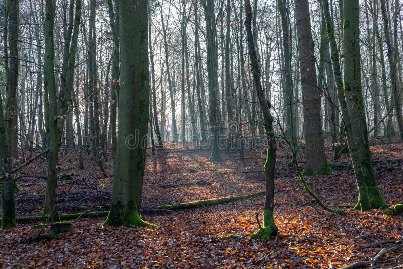Ray of light wading through the forest stock image