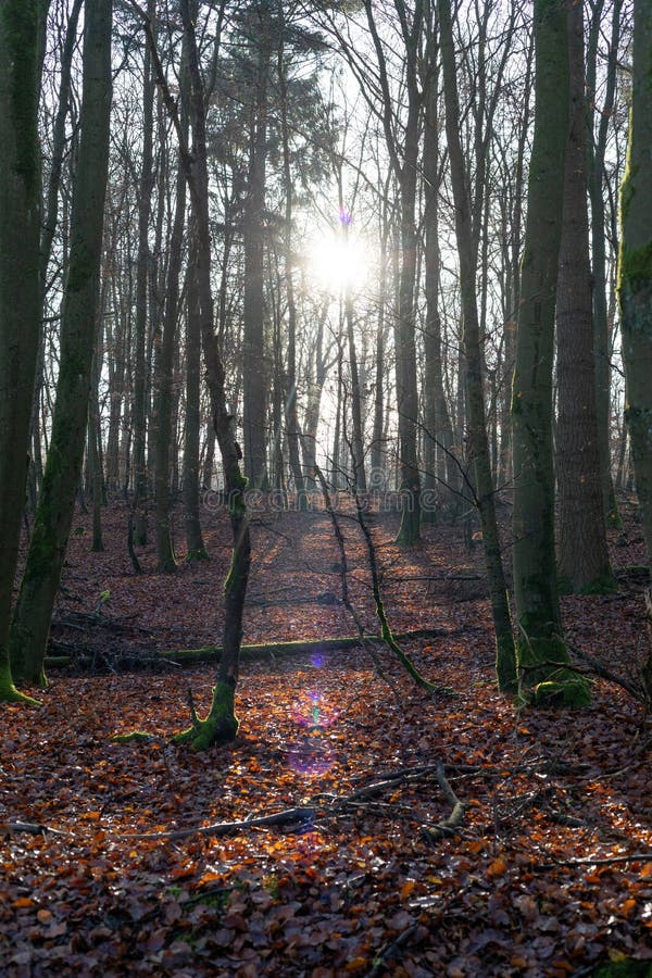 Ray of light wading through the forest stock image