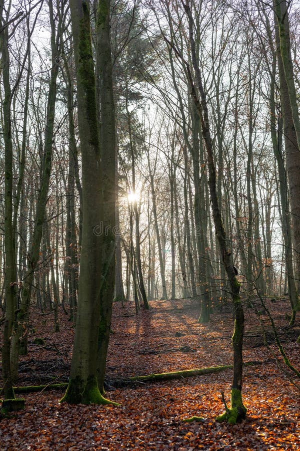 Ray of light wading through the forest stock photography