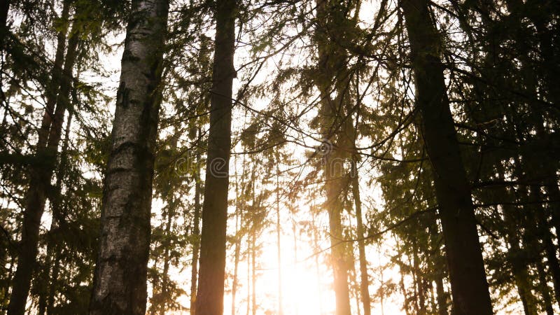 Ray of light wading through the green forest royalty free stock image