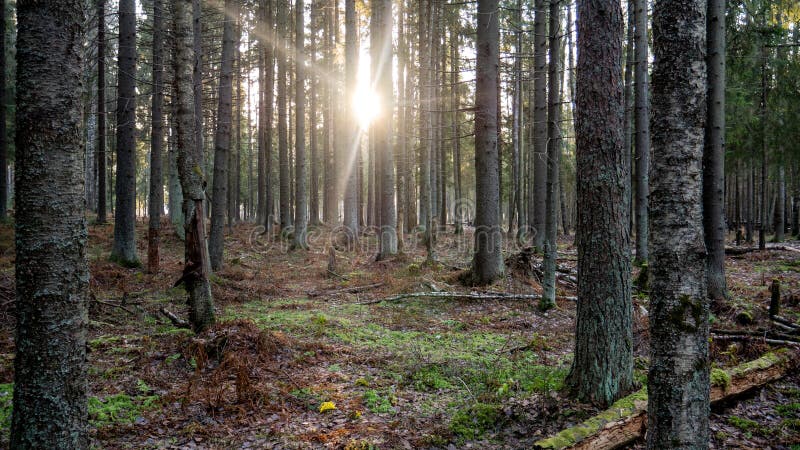 Ray of light wading through the green forest royalty free stock photography