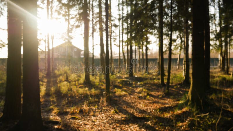 Ray of light wading through the green forest royalty free stock photography