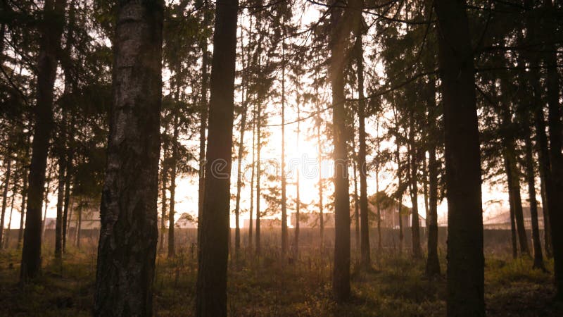 Ray of light wading through the green forest royalty free stock photography