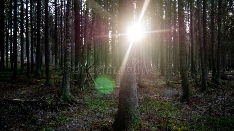 Ray of light wading through the green forest royalty free stock photos