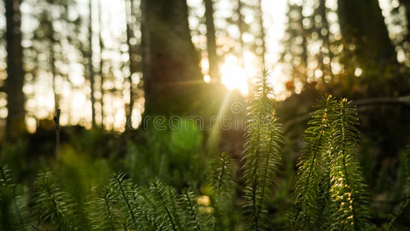 Ray of light wading through the green forest stock photography