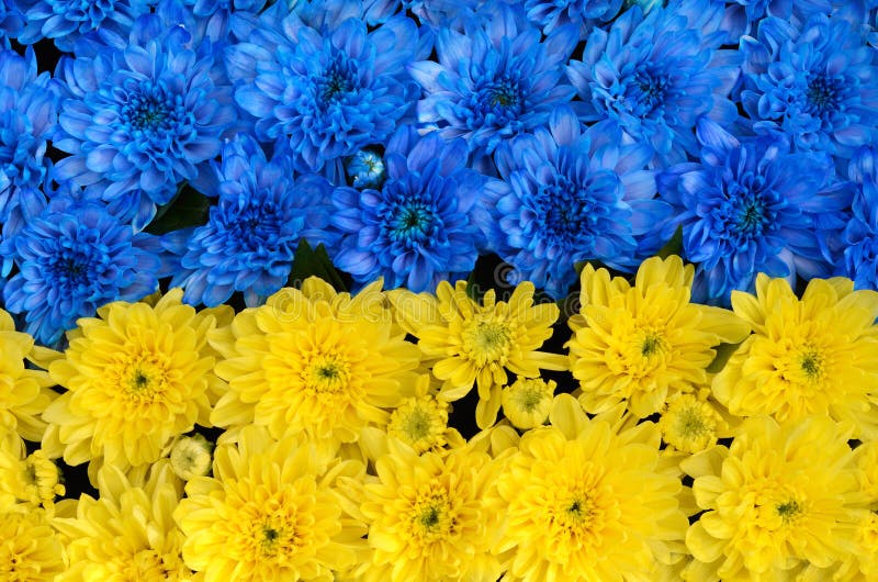 Rayas azules y amarillas con las flores coloreadas (bandera de Ucrania fotografía de archivo